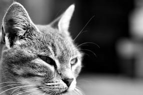 Cat Malai Animal