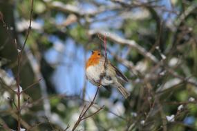 Robin Bird Songbird