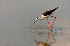 bird with long legs walks on water
