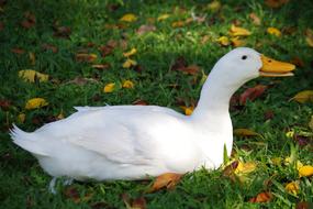 Goose Bill Bird