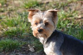 York Sweet Dog