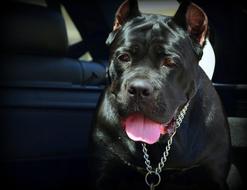 Hund Schwarz Zunge