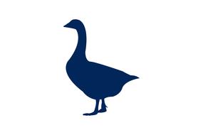 duck bird animal silhouette nature