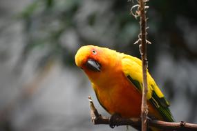 colored funny parrot