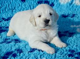 Dog Golden Retriever Puppy Pup Pet
