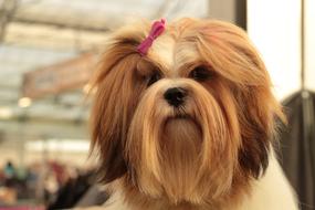 Dogshow of Lhasa Apso Dog