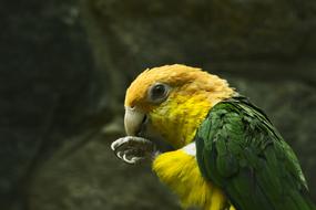 colored parrot brushing his paws