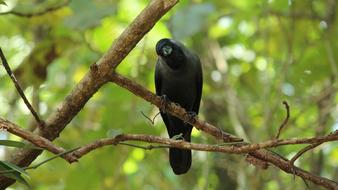 Crow Avian Bird