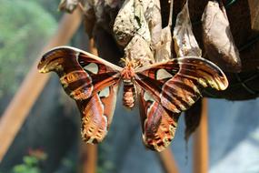 Butterfly Moth Animal