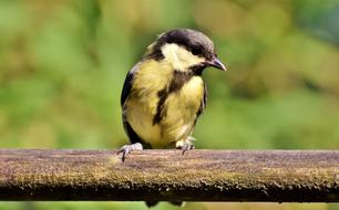 little chick on a log