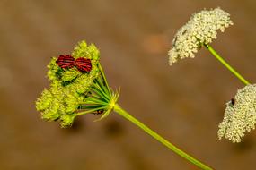 Bugs Stripes Pairing