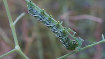 green caterpillar on the grass