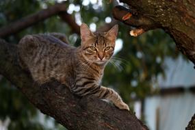 Cute cat climbing on tree