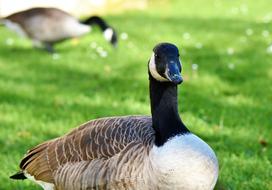Canada Goose Water Bird Wild