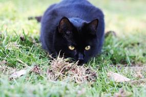 Cat Black