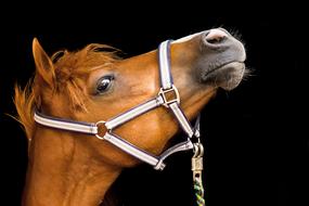 Horse Head photo