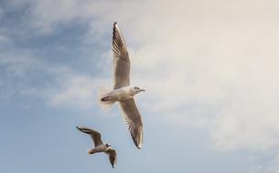 Gulls Birds Flying