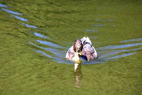 Duck Water Swim
