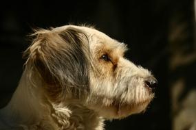 Dog Animals