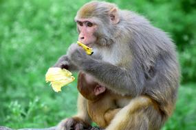 Animal Monkey Portrait
