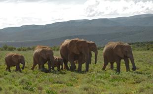 Elephant Young Old