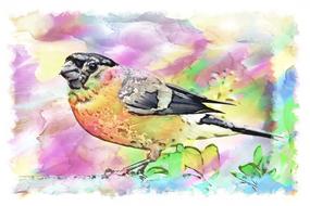 bullfinch bird males young