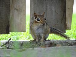 Squirrel Animal Nature