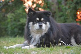 Dog Summer Evening