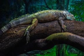Green Iguana Reptile