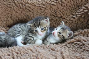 Kitten Kitty Pet