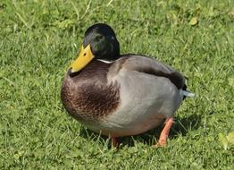 Wild Duck Water