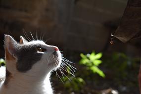 Cat Kitty Pet