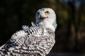 Bird Falconry Zoo