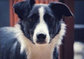Dog Animal
