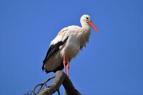 Stork Wading Bird Animal Ciconia