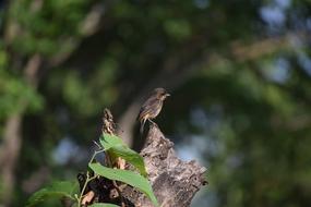 Small Bird