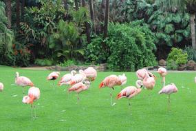 Pink Flamingo Animal