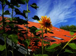 Summer Sunflower Fehnhaus East frisia