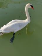 Swan Water macro nature