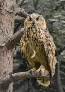 Eagle Owl Raptor Bird Of