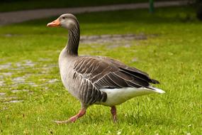 Goose Wild Water Bird walking on grass