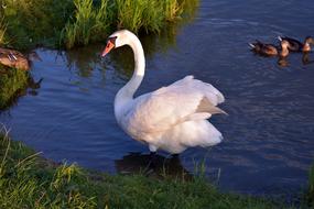 Swans Bird by Water