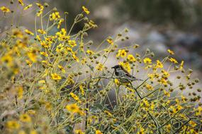 Bird Bush Nature