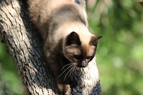 little cat comes down a tree