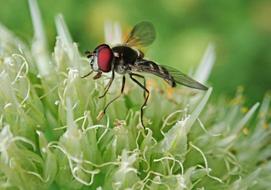 Insect Hover Fly Onion Flower