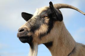 Goat Animal Livestock