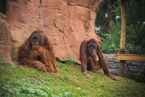 Wild Monkey Animals in Africa