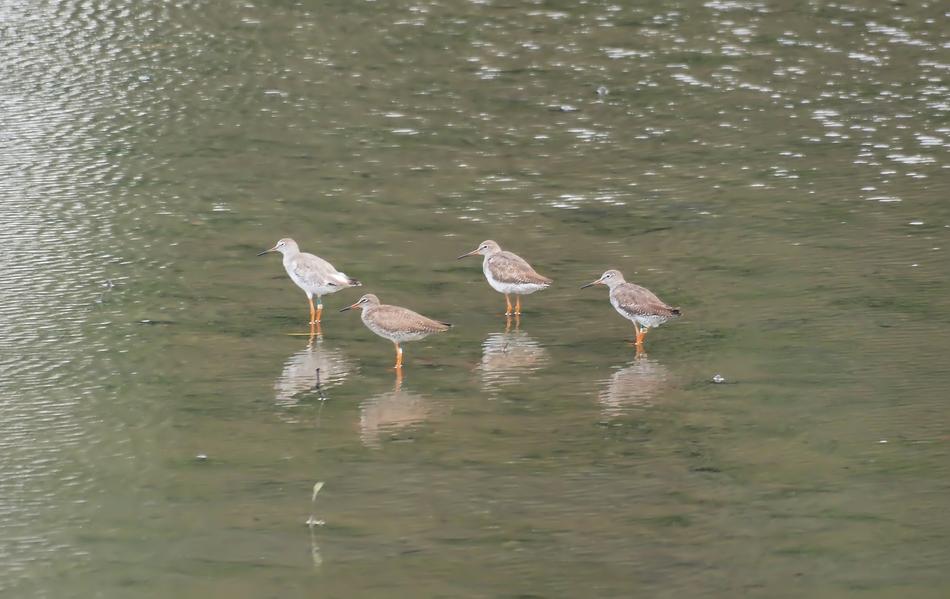 Water Bird Lake