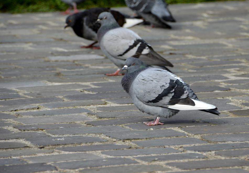 Bird Nature Outdoor