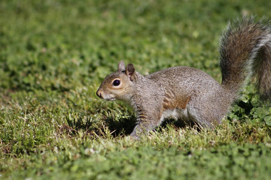Mammal Wildlife Nature